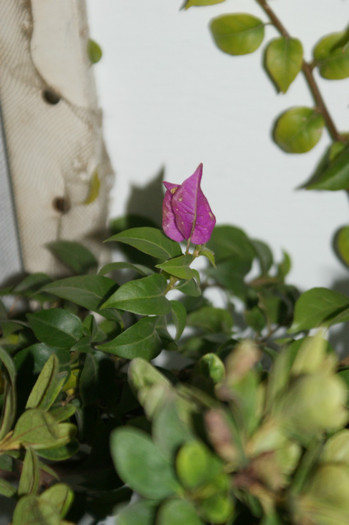 DSC04335 - 0 Vine iarna-Plante la adapost in balcon 15 10 2011