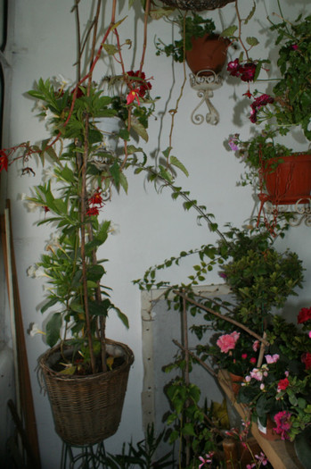 DSC04343 - 0 Vine iarna-Plante la adapost in balcon 15 10 2011