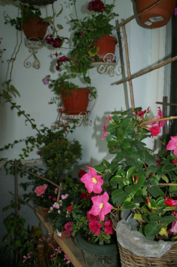 DSC04344 - 0 Vine iarna-Plante la adapost in balcon 15 10 2011