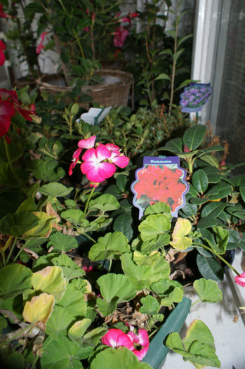 DSC04350 - 0 Vine iarna-Plante la adapost in balcon 15 10 2011