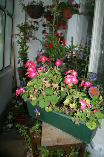 DSC04351 - 0 Vine iarna-Plante la adapost in balcon 15 10 2011