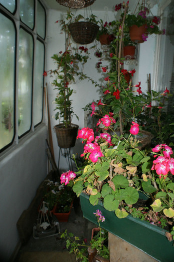 DSC04352 - 0 Vine iarna-Plante la adapost in balcon 15 10 2011