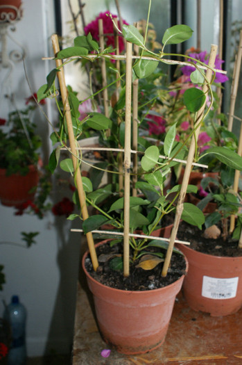 DSC04353 - 0 Vine iarna-Plante la adapost in balcon 15 10 2011