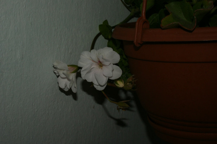 DSC04361 - 0 Vine iarna-Plante la adapost in balcon 15 10 2011