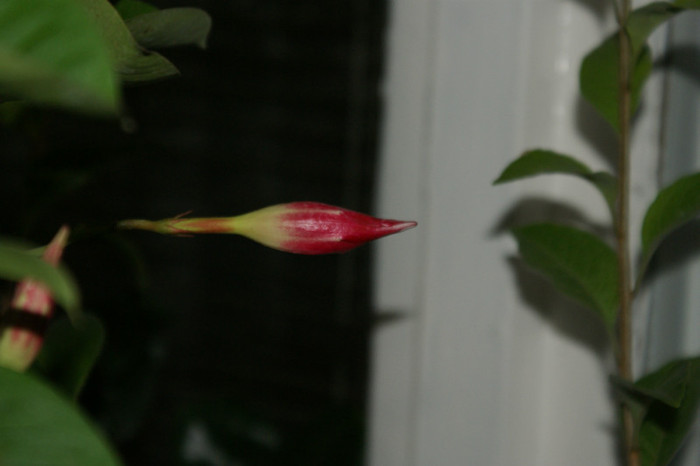 DSC04380 - 0 Vine iarna-Plante la adapost in balcon 15 10 2011