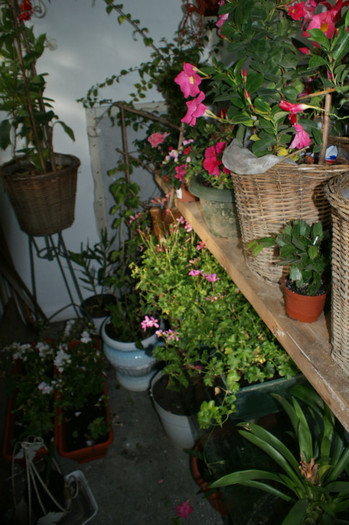 DSC04405 - 0 Vine iarna-Plante la adapost in balcon 15 10 2011