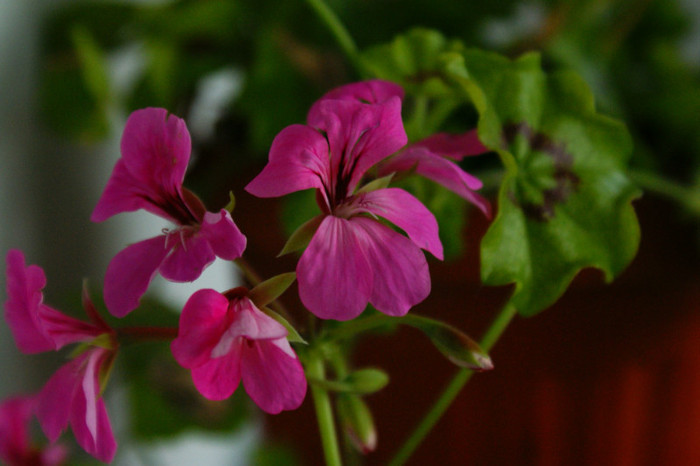 DSC04316 - 0 Vine iarna-Plante la adapost in balcon 15 10 2011