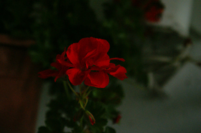 DSC04318 - 0 Vine iarna-Plante la adapost in balcon 15 10 2011