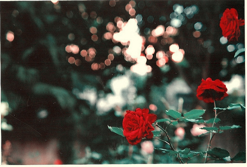 tumblr_lt12bbomk71qd0pymo1_500_large - trandafiri