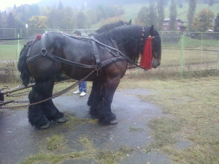 P09-10-11_10.42 - ziua laptarilor la campulung moldovenesc