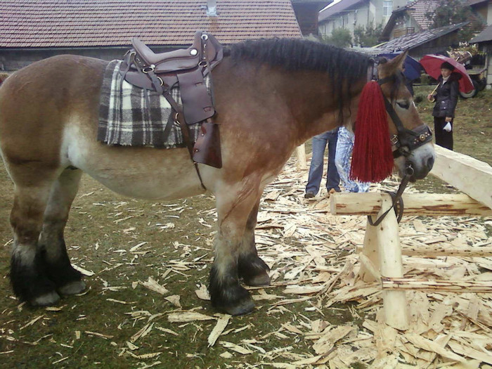 P09-10-11_11.00 - ziua laptarilor la campulung moldovenesc