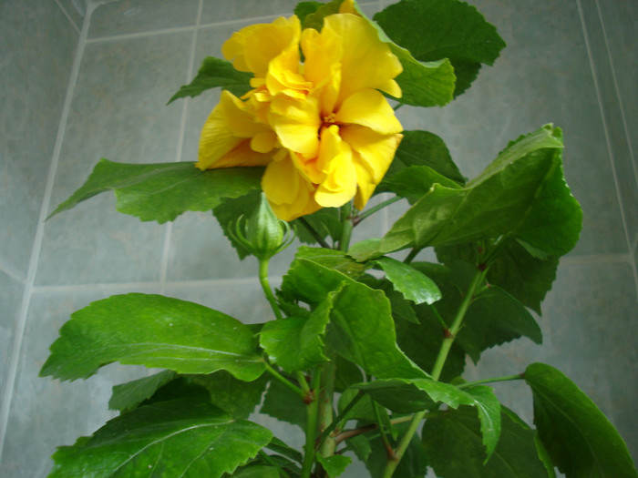 DSC00549 - HIBISCUS 2011