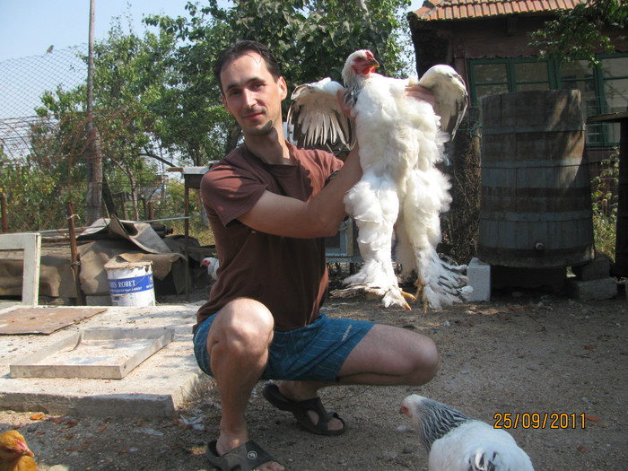 25.09.2011 - Pui si gaini 2011