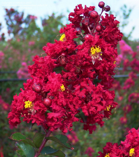 in maxima glorie - Lagerstroemia indica