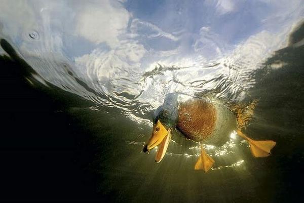 most-amazing-photos-ever08 - poze super