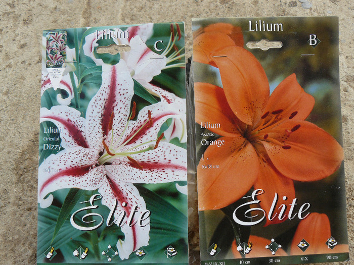 P1010969; Bulbi Atlasplant
