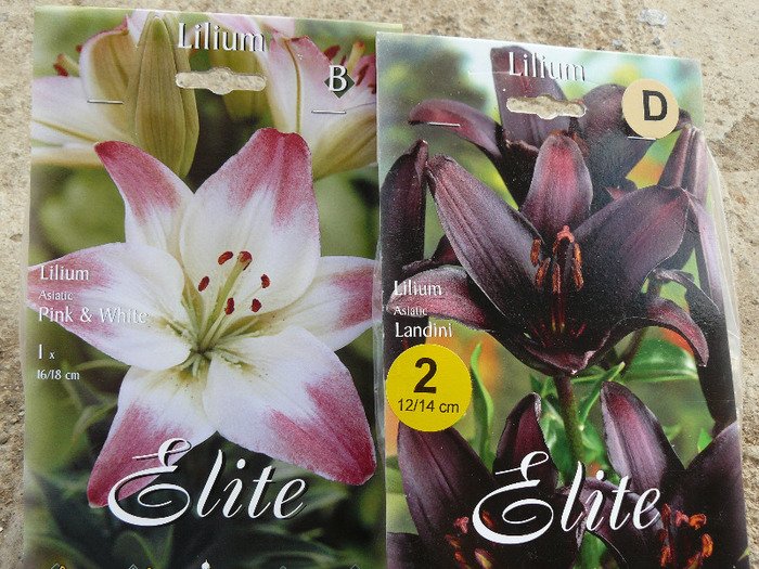 P1010971; Achizitii de la Atlasplant
