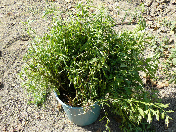 P1010874; Tarhon pregatit ptr. inmultit
