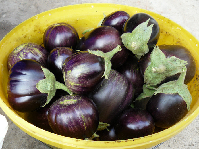 P1010984; Vinete pentru ghiveci
