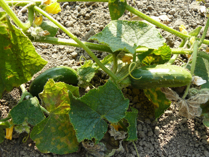 P1010928