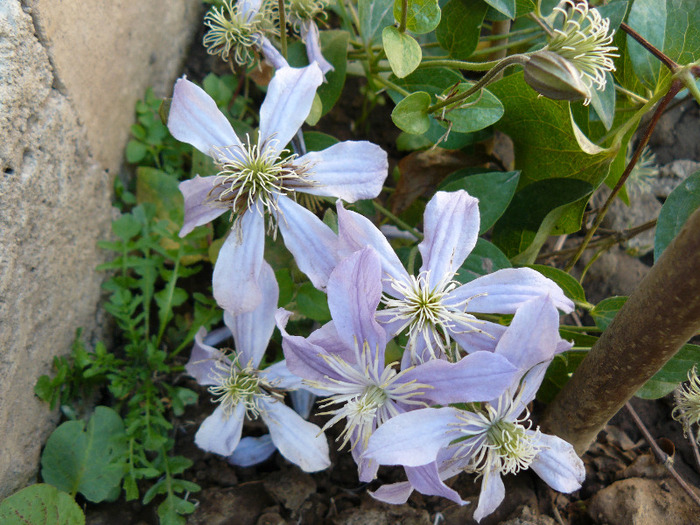 P1010837 - Clematite