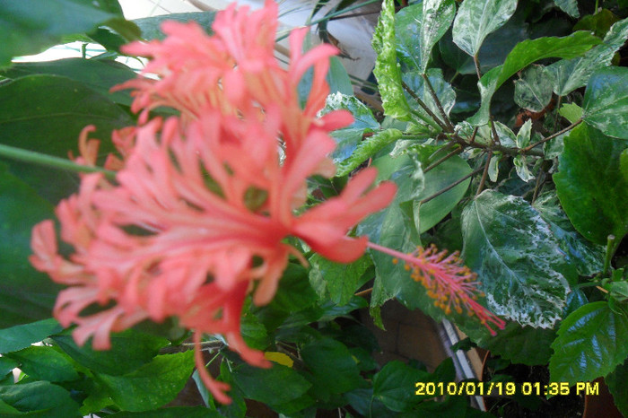 Schizopetalus - Hibiscus 2011