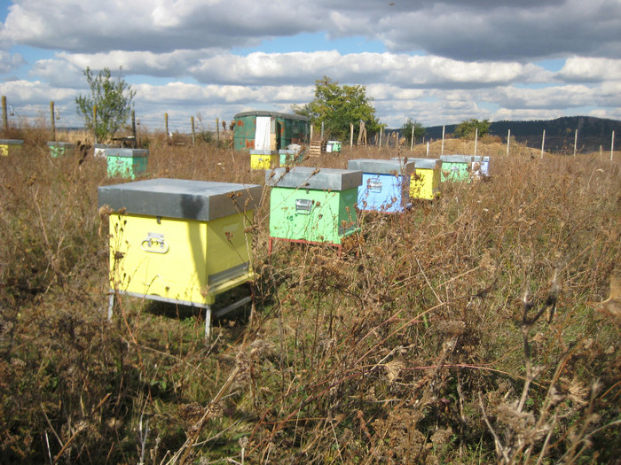 the last pictures from bees 047 - Stupina personala in 2011