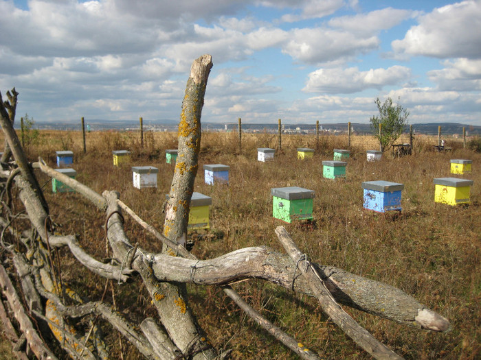 the last pictures from bees 053 - Stupina personala in 2011