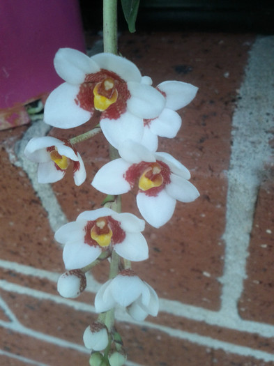  - Sarcochilus-orhidee