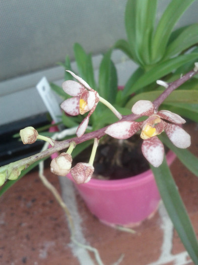 16.10.11 - Sarcochilus-orhidee