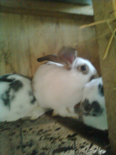 Imagine0896 - iepuri-comuni 2011