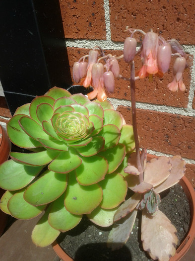  - Cactusi 2011-2012