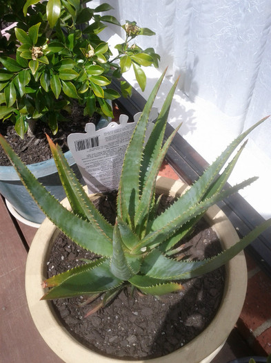 Aloe "Always Red" 16.10.11 - Cactusi 2011-2012