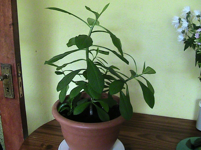 ARBORE DE CAUCIUC oct 2011