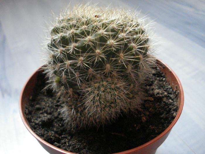 rebutia