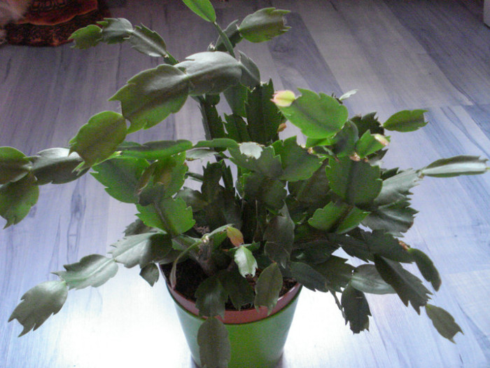 schlumbergera