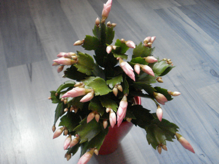 schlumbergera