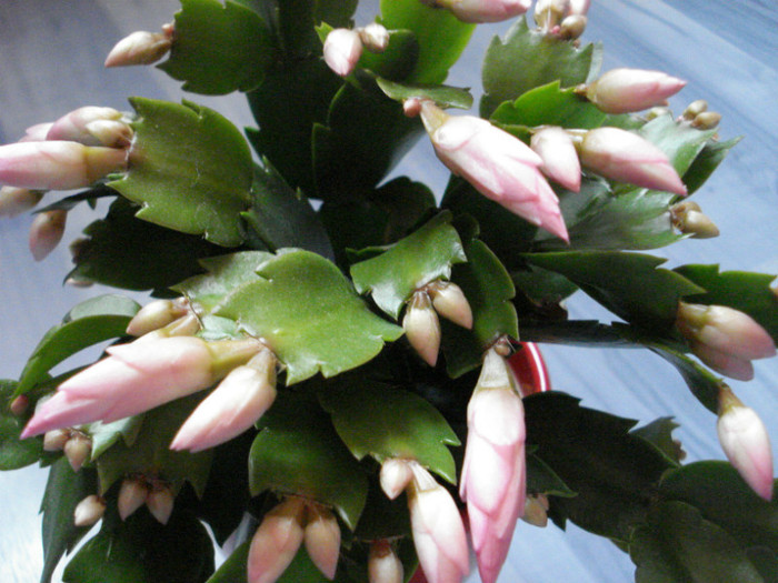 schlumbergera