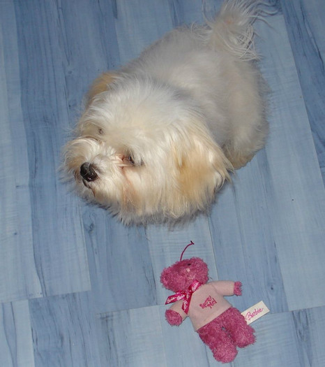 Picture 765 - frumusica bijou