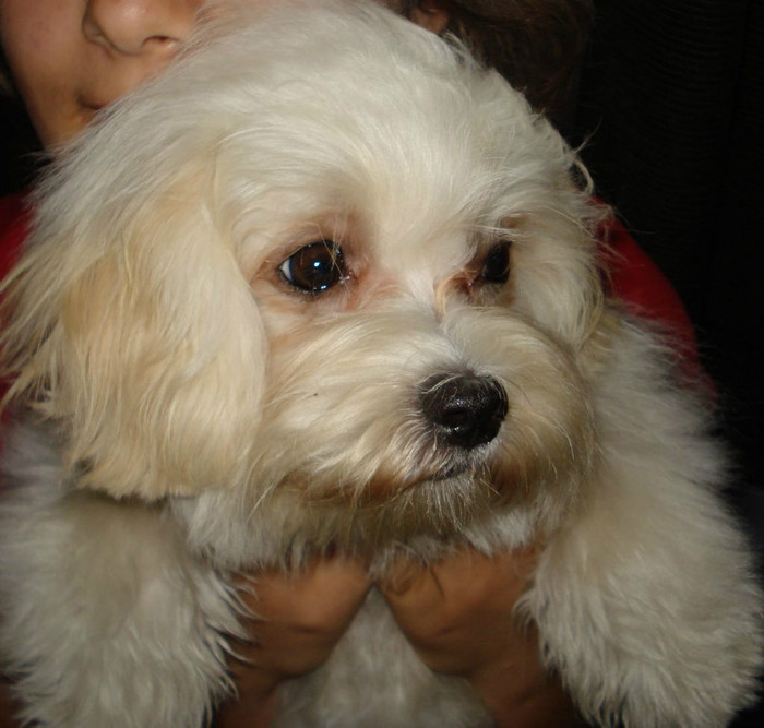 Picture 766 - frumusica bijou