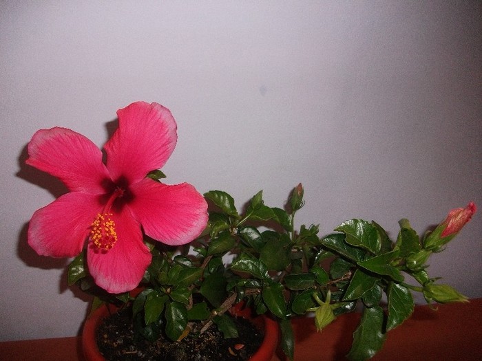 Picture 145 - hibiscusii mei
