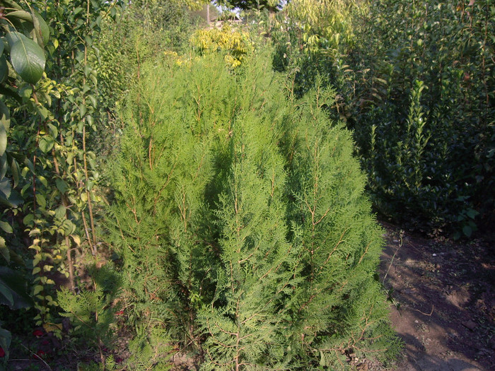 thuja  de  vanzare