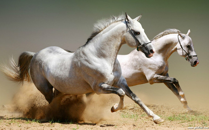 beautiful-horses