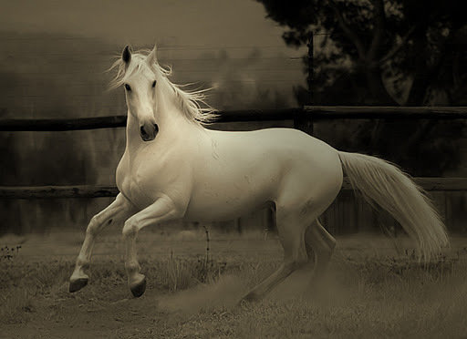 horse - poze cu cai