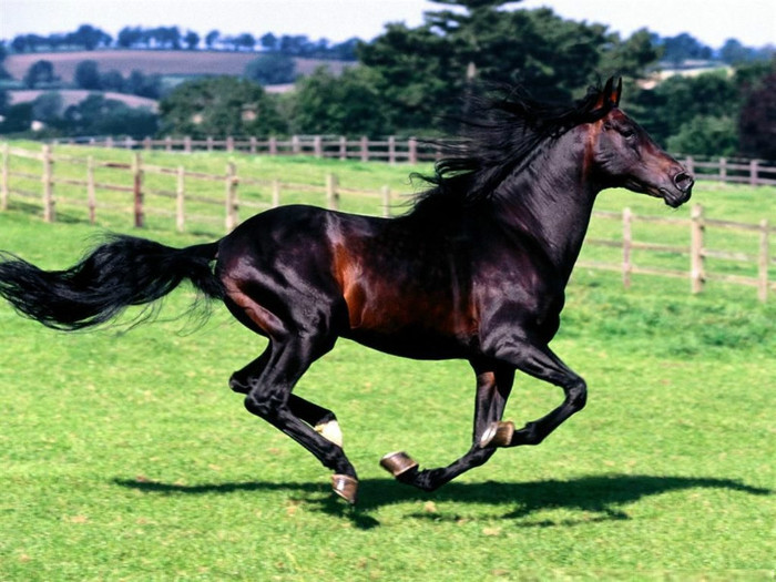 poza cal negru - poze cu cai