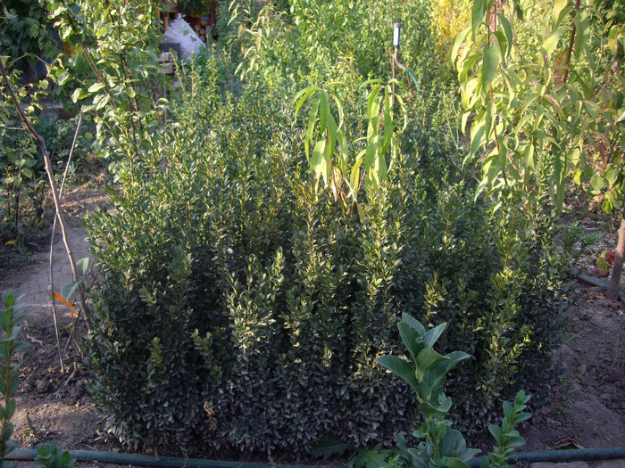 buxus de vinzare