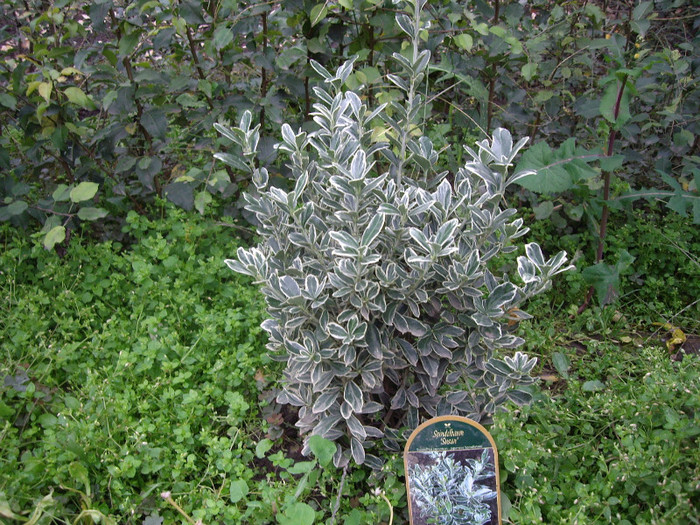 buxus  panasat