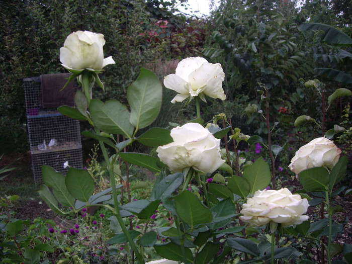 IMGP0823 - Flori 3