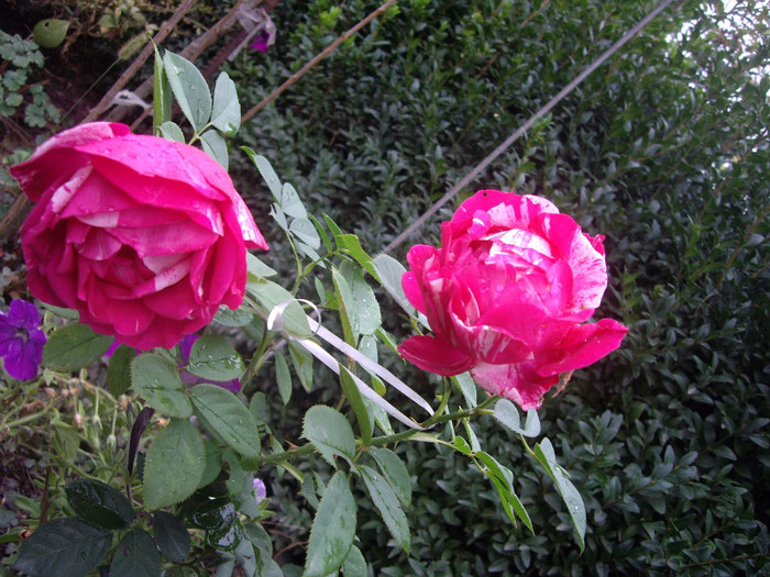 IMGP0824 - Flori 3