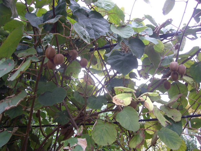 kiwi - Flori 3